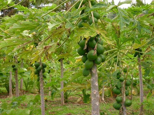 benefits of using papaya seed oil